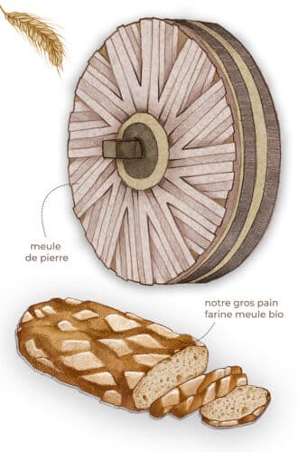 pain meule à la farine bio